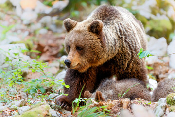 Wall Mural - wild brown bear mother with her cubs walking and searching for food in the forest and mountains of t