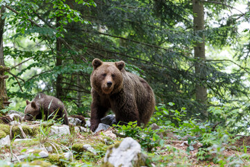Wall Mural - wild brown bear mother with her cubs walking and searching for food in the forest and mountains of t