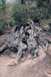 Korzeń drzewa w lesie