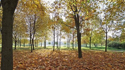 Wall Mural - video with autumn park. sun shining through golden maple trees