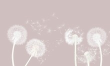Beautiful Wallpaper With White Dandelions Seeds