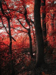 Wall Mural - Atmospheric autumn forest in red tones. Beautiful light and colorful leaves on the trees. Nature for background, fall colors.