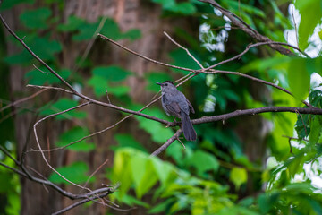 Wall Mural - Cat bird on a branch