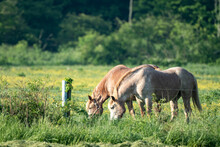 Two Draft Horses Grazing In A Pasture Beside A Fence