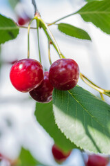 Close-up shot of delicious vibrant organic cherries hanging from the tree