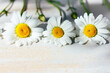 chamomile flower on a wooden background. the concept of medicinal herbs, summer mood