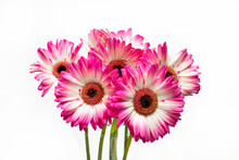 Bouquet Of Gerbera Jamesonii Flowers With White And Pink Petals On A White Background. Isolate. Small Depth Of Field.