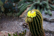 Blooming Orange Cactus Flower Spikey Desert Plant 