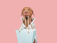 Lovable, Pretty Brown Puppy And Shopping Bag. Closeup, Indoors. Studio Shot. Congratulations For Family, Loved Ones, Friends And Colleagues. Pets Care Concept