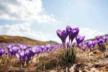 Wall Mural - Crocus flowers on spring Ukrainian Carpathians mountains. Landscape photography