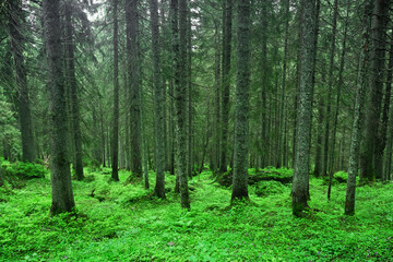 Wall Mural - Beautiful summer evergreen forest with pine trees and lush grass. Nature background, landscape photography