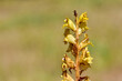 wild flowers, photos of the Orobanche plant.