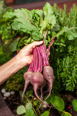 Wall Mural - fresh homegrown beetroot held in hand