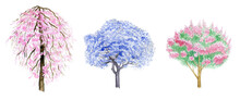 Watercolor Blooming Trees Isolated On White Background. Sakura Tree With Flowers. Paulownia, Cercis, Lagerstroemia Trees.  