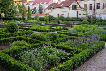 Amazing nature with boxwood bushes and purple flowering   in Berbnardine gardens in Vilnius