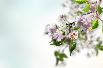 Wall Mural - cherry bloom branch, spring concept