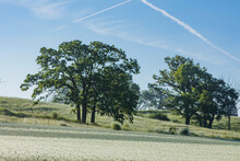 View Of A Hill Pasture In The Morning With Oak Trees, Blue Sky, And A Wheat Field With Dew In The Summer.
