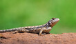 Texas spiny lizard (Sceloporus olivaceus) basking on a rock in the garden. Natural green background with copy space.