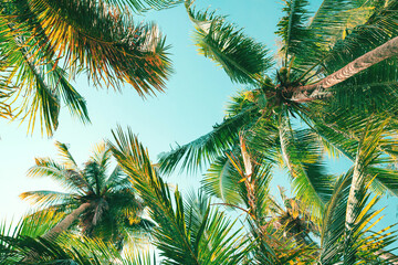 Wall Mural - Background summer tropical, Coconut tree at tropical coast, Low angle view, Vintage Tones