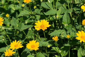 Wall Mural - Heliopsis helianthoides, rough oxeye, false sunflower yellow flowers closeup selective focus