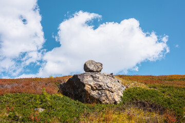 Small stone on large boulder among motley dwarf birch shrubs on hill close-up in bright sun at autumn. Multicolor betula nana on mountain pass in sunny day. Picturesque autumn colors in high mountains