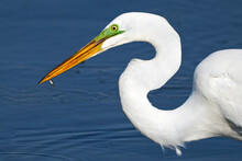 A Great Egret With Fish Close-Up