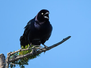 Wall Mural - Boat-tailed Grackle Standing in a Tree