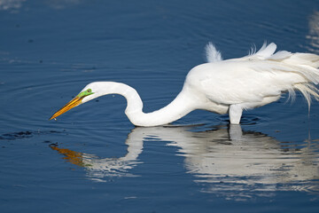 Wall Mural - A Great Egret Outstretched with Fish 