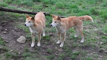 Pack Of Dingoes Waiting To Be Fed At A Wildlife Conservation Park Near Adelaide, South Australia 