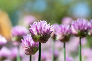 Wall Mural - Macro texture view of chives flowers (allium schoenoprasum) in full bloom in a sunny garden with defocused background