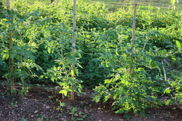  Tomato Plants growing in a vegetable garden at dawn. Solanum lycopersicum
