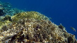 Fototapeta Do akwarium - Beautiful coral reefs of the Red Sea.