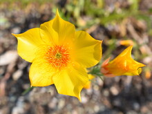 Closeup On The Yellow Flower Of A Golden Bartonia Blazing Star Mentzelia Lindleyi Plant
