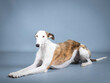 White and brown Spanish greyhound lying in a photography studio