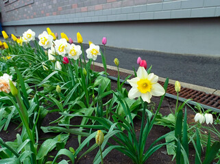 Spring summer flowers in the garden. Plant daffodils and tulips