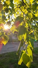 Beautiful Natural Background. Sun Shine Through Green Leaves On Tree Branch In Evening In Morning. Sun, Sunbeams, Red Sun Glare. Green Fresh Young Leaves, Shining Sun, Spring, Summer. Vertical Video