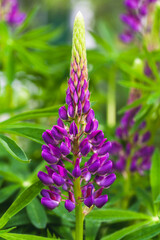 Fotomurales - Purple lupine flower grows on a summer meadow