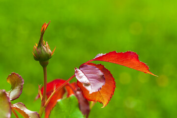 Fotomurales - Red rose bud and leaves, macro photo
