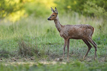 Roe Deer By The Forest