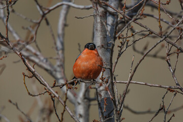 Poster - Eurasian Bullfinch (Pyrrhula pyrrhula) perched on a tree branch