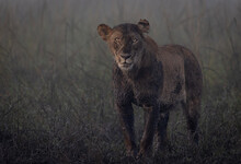 Lions Of Kenya - Wildlife Photographs From Maasai Mara National Reserve, Kenya