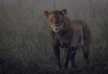 lions of kenya - wildlife photographs from maasai mara national reserve, kenya
