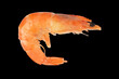 Red argentine shrimp isolated on black background. Large tiger shrimp isolated.