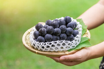 Wall Mural - gardener hand holding pulp of tasty organic bunch of black grapes on blur background, fresh kyoho gr