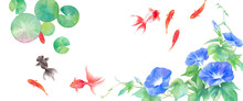 金魚とアサガオと睡蓮の葉で構成した、夏のイメージ背景。水彩イラスト。お中元、暑中見舞いのバナー背景。