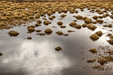 Cloudy Sky Reflecting In A Pond, Dotted With Clumps Of Grass, In A Meadow Near Lake Myvatn In Iceland