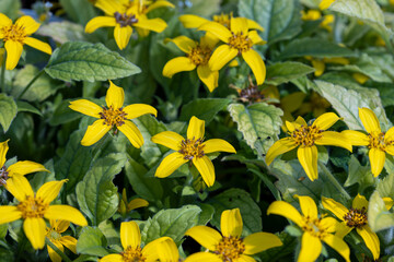 Wall Mural - Chrysogonum virginianum, the golden-knee, green and gold, or goldenstar. Close up on the flowers of this plant native to the United States.