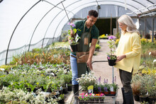 Garden Shop Worker Helping Customer With Potted Flowers In Greenhouse