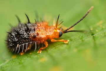 Wall Mural - genus dactylispa leaf beetle macro photo close up