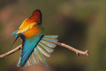 Bright Bird Of Paradise Stretches Its Wings, Color Spectrum